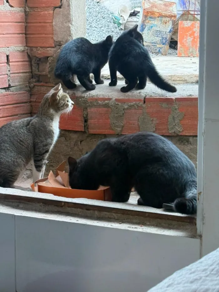 Gato raça SRD-ViraLata idade 2 a 6 meses nome não tem nomes 