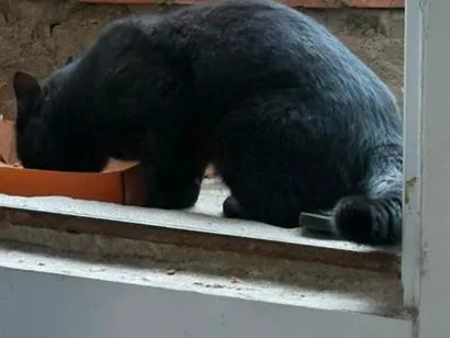 Gato raça SRD-ViraLata idade 2 a 6 meses nome não tem nomes 