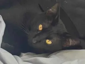 Gato raça SRD-ViraLata idade 1 ano nome Juninho