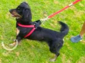 Cachorro raça SRD-ViraLata idade 5 anos nome neguinha 