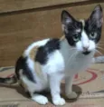 Lilica