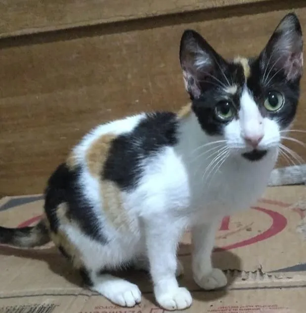 Gato raça SRD-ViraLata idade 2 a 6 meses nome Lilica