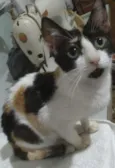 Lilica
