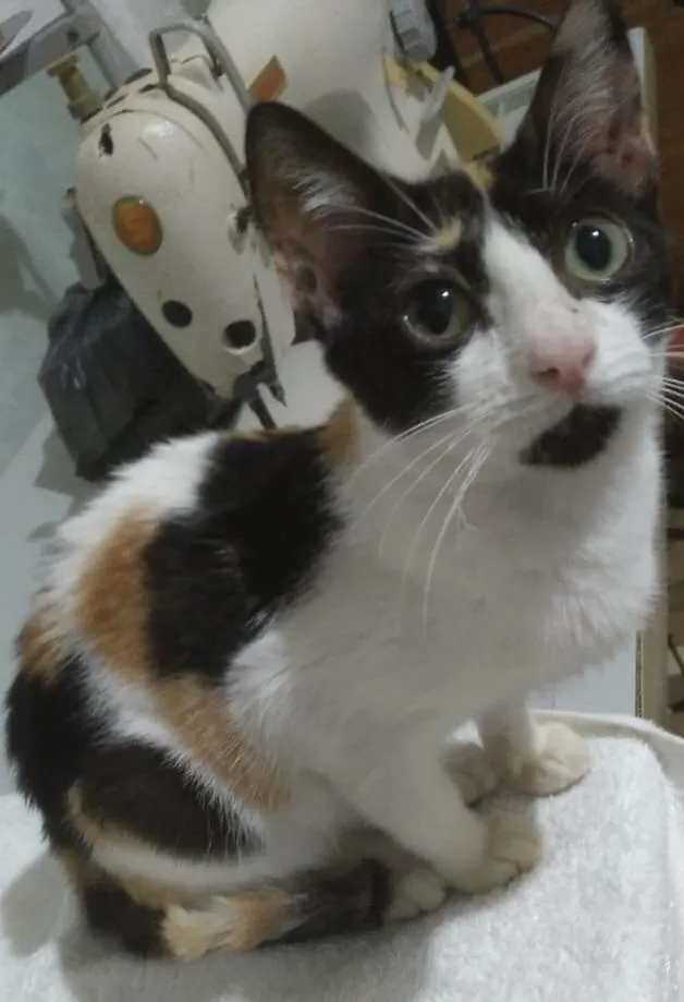 Gato raça SRD-ViraLata idade 2 a 6 meses nome Lilica