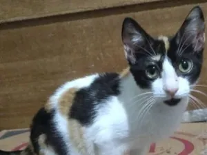 Gato raça SRD-ViraLata idade 2 a 6 meses nome Lilica