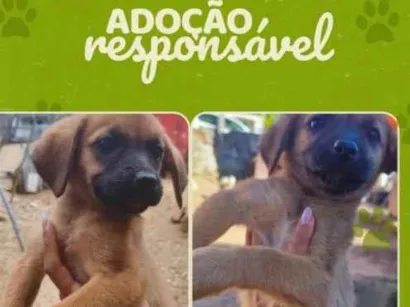 Cachorro raça Boxer idade 2 a 6 meses nome não tem nome