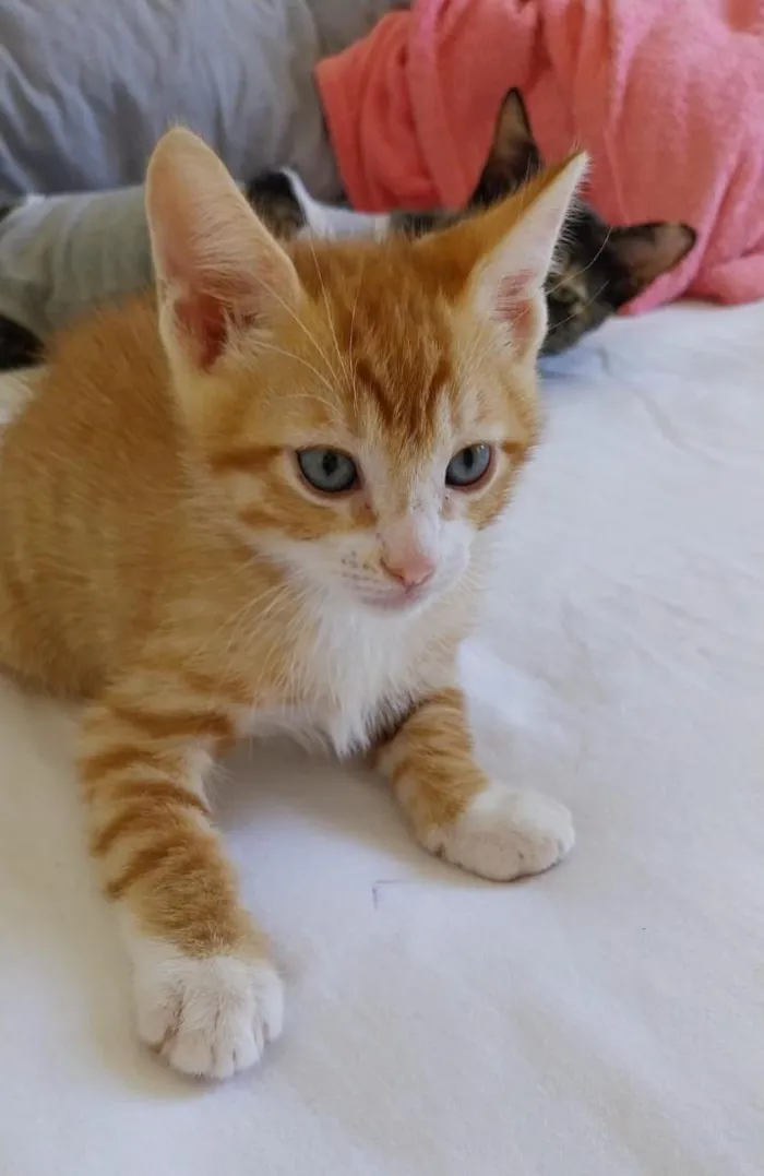 Gato raça SRD-ViraLata idade 2 a 6 meses nome Aslan