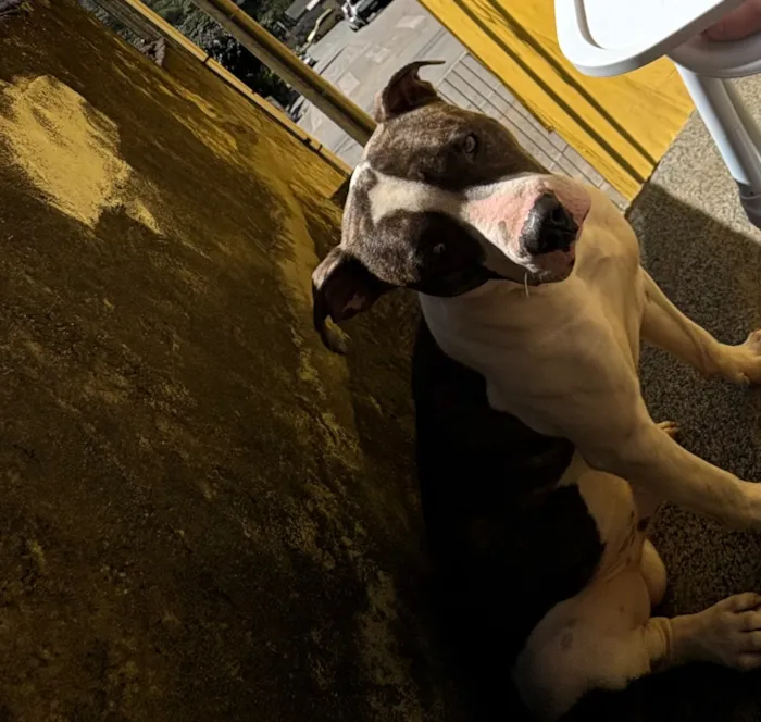 Cachorro raça Pit-Bull idade 1 ano nome Tyler