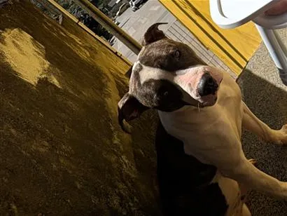 Cachorro raça Pit-Bull idade 1 ano nome Tyler