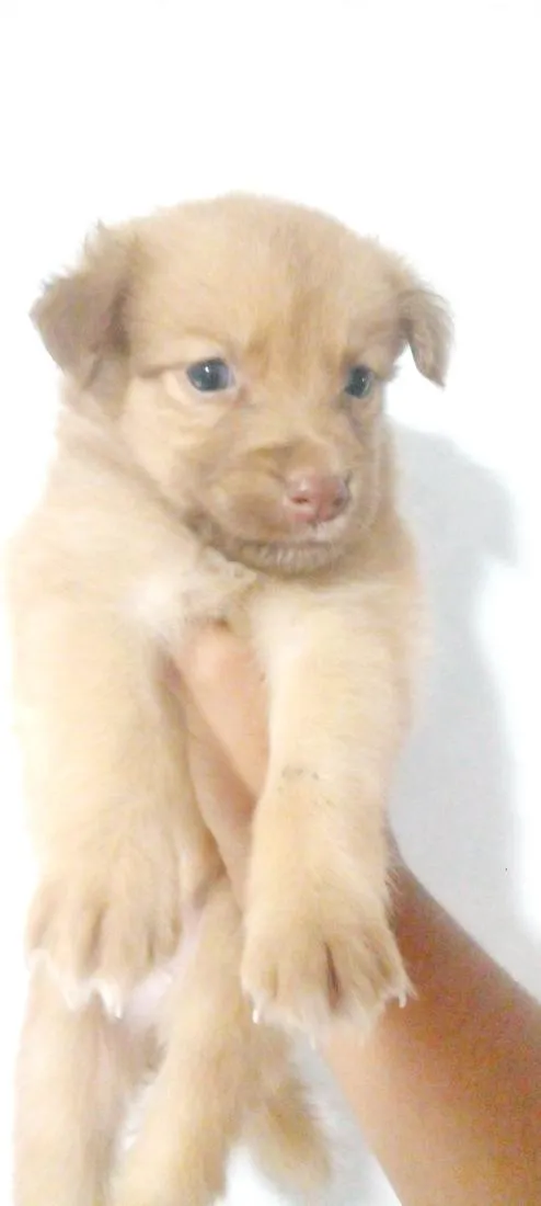 Cachorro raça SRD-ViraLata idade Abaixo de 2 meses nome meky