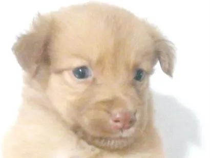 Cachorro raça SRD-ViraLata idade Abaixo de 2 meses nome meky
