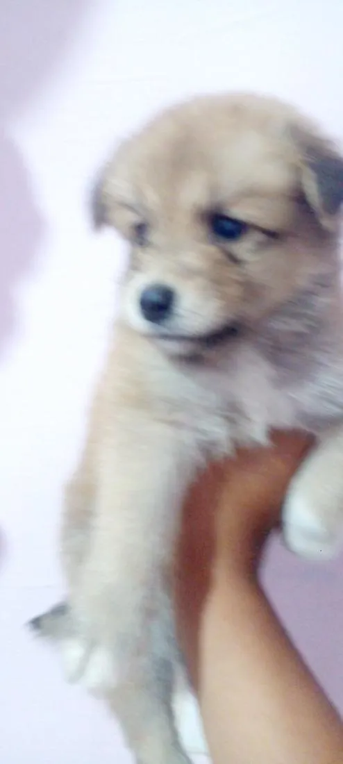 Cachorro raça SRD-ViraLata idade Abaixo de 2 meses nome tapioca