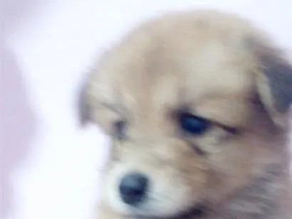 Cachorro raça SRD-ViraLata idade Abaixo de 2 meses nome tapioca