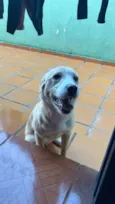 Nala