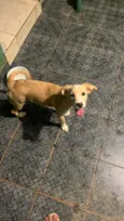 Nala