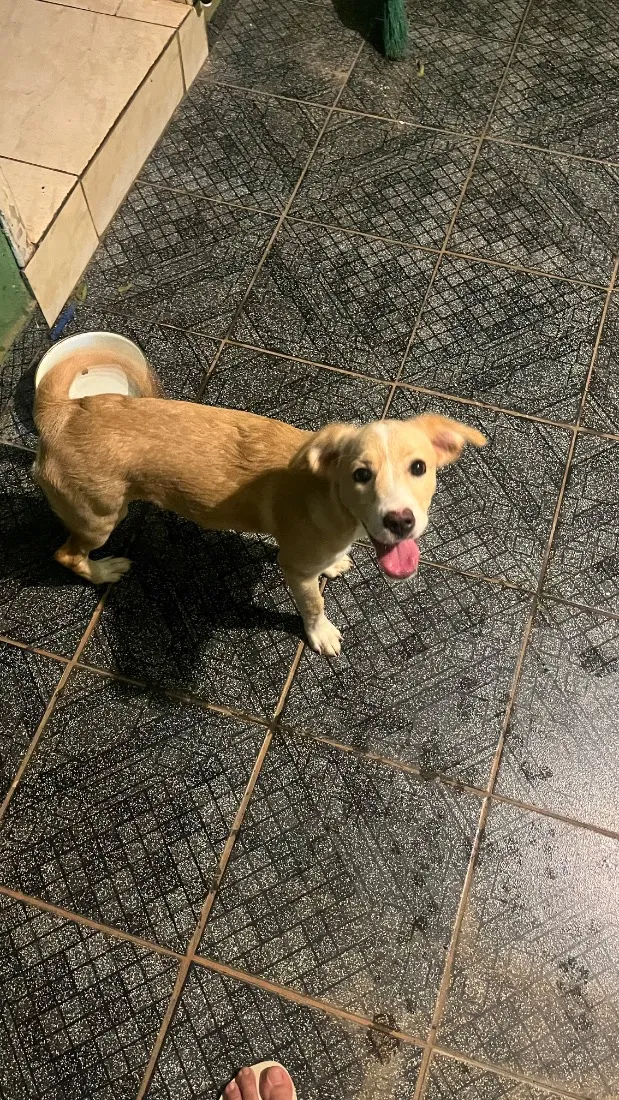 Cachorro raça SRD-ViraLata idade 2 a 6 meses nome Nala