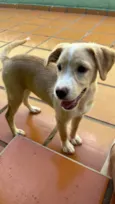Nala