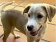 Nala