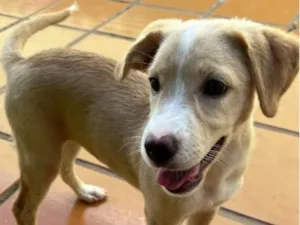 Cachorro raça SRD-ViraLata idade 2 a 6 meses nome Nala