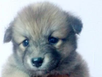 Cachorro raça SRD-ViraLata idade Abaixo de 2 meses nome kit