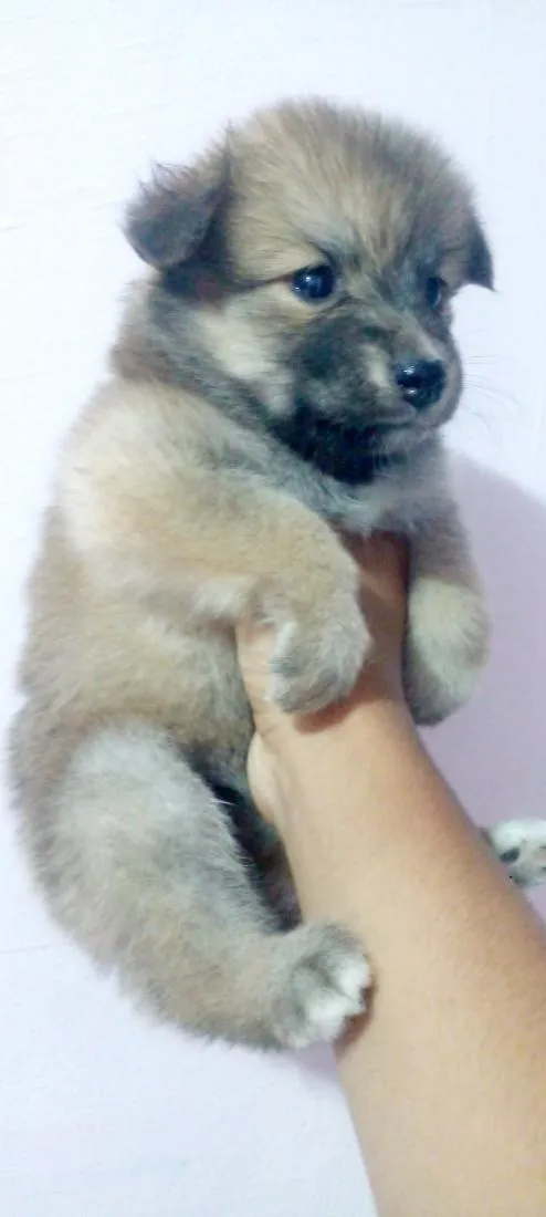 Cachorro raça SRD-ViraLata idade Abaixo de 2 meses nome black
