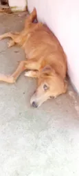 mel