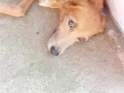 Cachorro raça SRD-ViraLata idade 5 anos nome mel