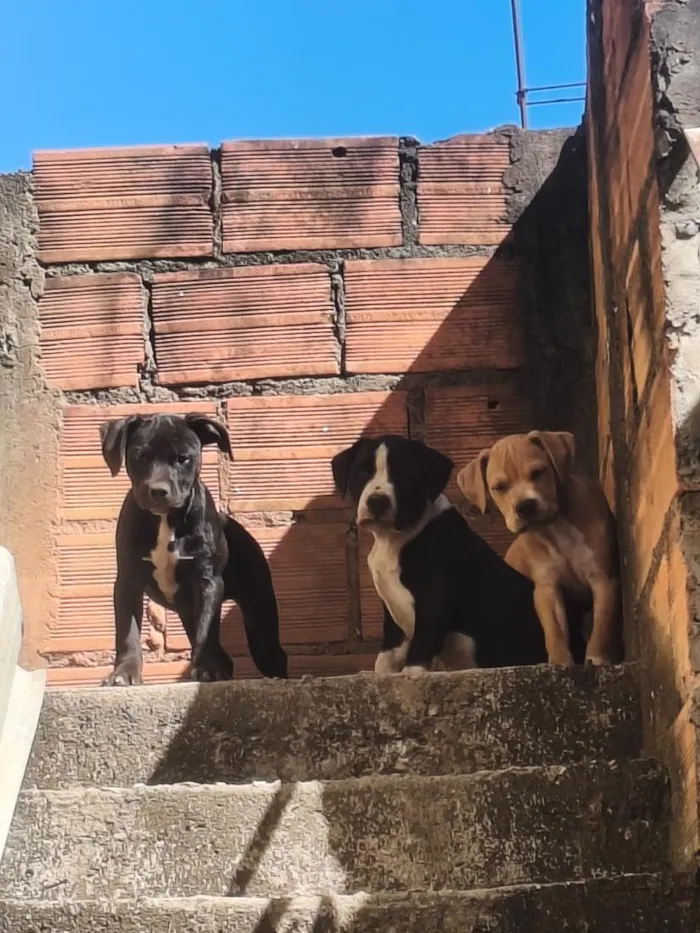 Cachorro raça Pit-Bull idade 2 a 6 meses nome totó 