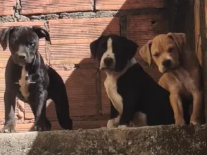 Cachorro raça Pit-Bull idade 2 a 6 meses nome totó 