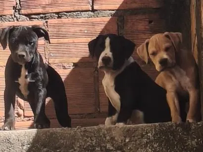Cachorro raça Pit-Bull idade 2 a 6 meses nome totó 
