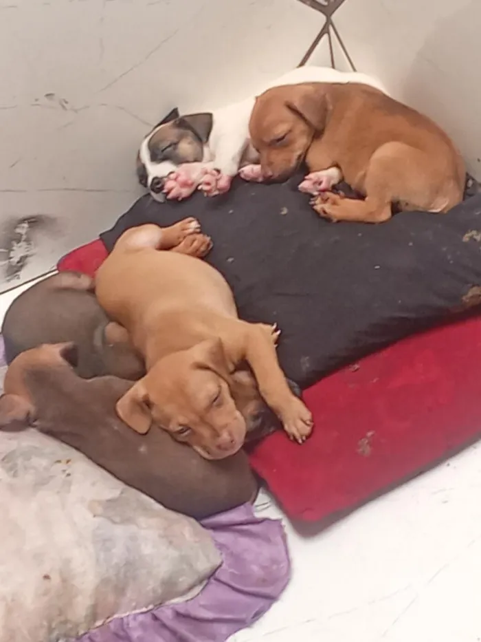 Cachorro raça SRD-ViraLata idade Abaixo de 2 meses nome jubileu