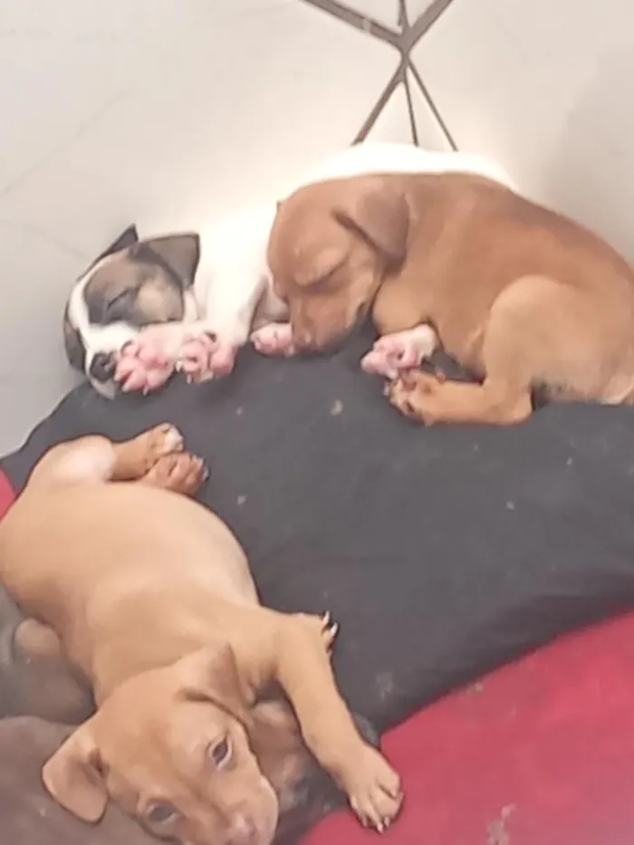 Cachorro raça SRD-ViraLata idade Abaixo de 2 meses nome jubileu