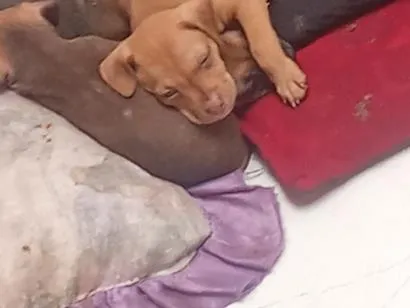 Cachorro raça SRD-ViraLata idade Abaixo de 2 meses nome jubileu