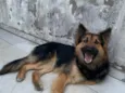 Bruce
