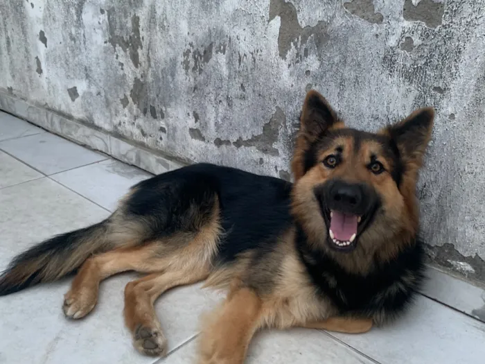 Cachorro raça Pastor Alemão idade 3 anos nome Bruce