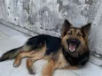 Bruce