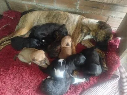 Cachorro raça SRD-ViraLata idade 2 anos nome Pantera 