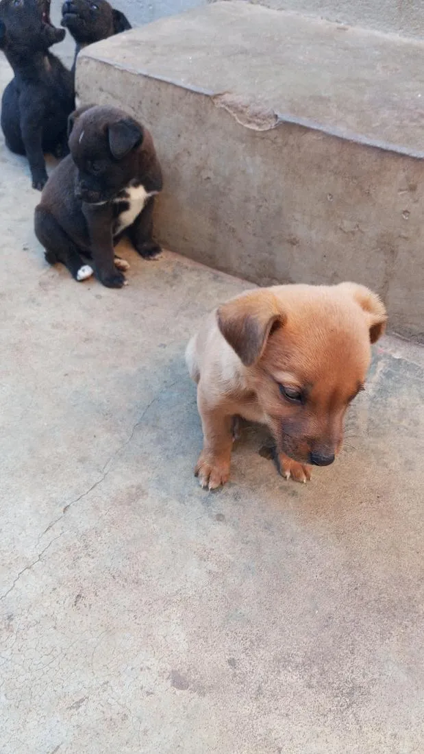 Cachorro raça SRD-ViraLata idade 2 a 6 meses nome panda