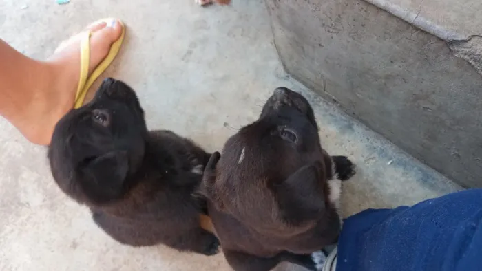 Cachorro raça SRD-ViraLata idade 2 a 6 meses nome panda