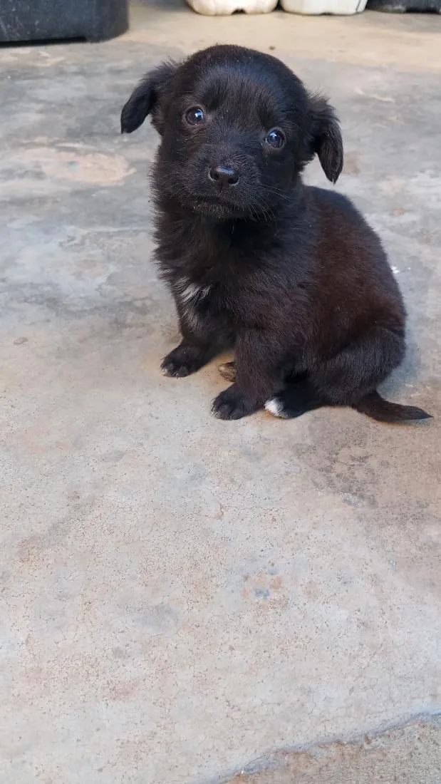 Cachorro raça SRD-ViraLata idade 2 a 6 meses nome panda