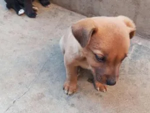 Cachorro raça SRD-ViraLata idade 2 a 6 meses nome panda