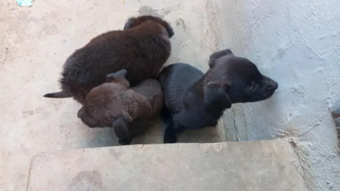 Cachorro raça SRD-ViraLata idade Abaixo de 2 meses nome Panda