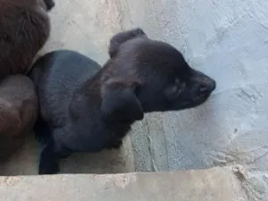Cachorro raça SRD-ViraLata idade Abaixo de 2 meses nome Panda