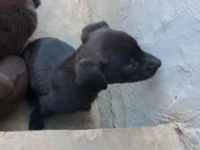 Cachorro raça SRD-ViraLata idade Abaixo de 2 meses nome Panda