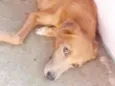 mel