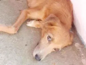 Cachorro raça SRD-ViraLata idade 5 anos nome mel