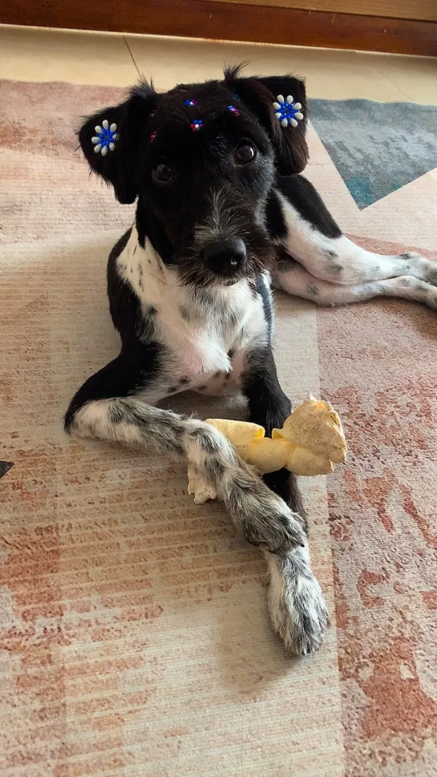 Cachorro raça SRD-ViraLata idade 7 a 11 meses nome Lily