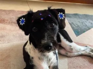 Cachorro raça SRD-ViraLata idade 7 a 11 meses nome Lily