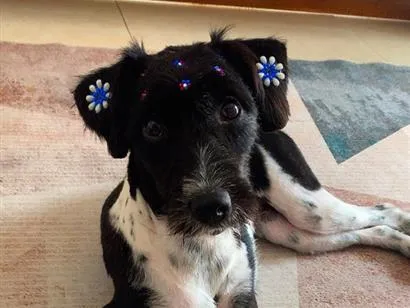 Cachorro raça SRD-ViraLata idade 7 a 11 meses nome Lily