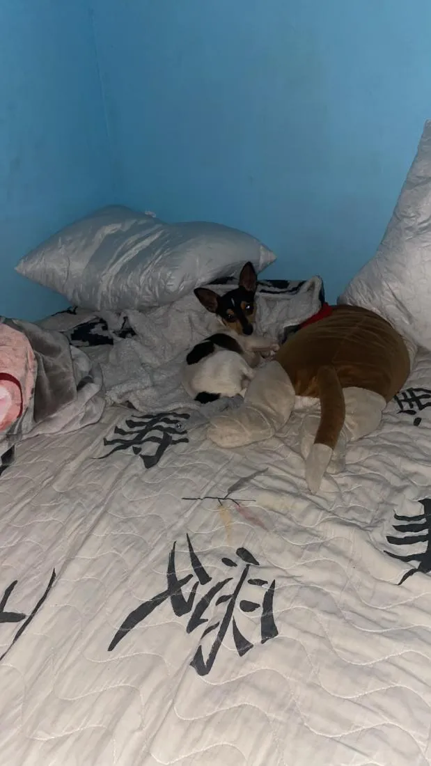 Cachorro raça Pinscher idade 2 anos nome sem nome